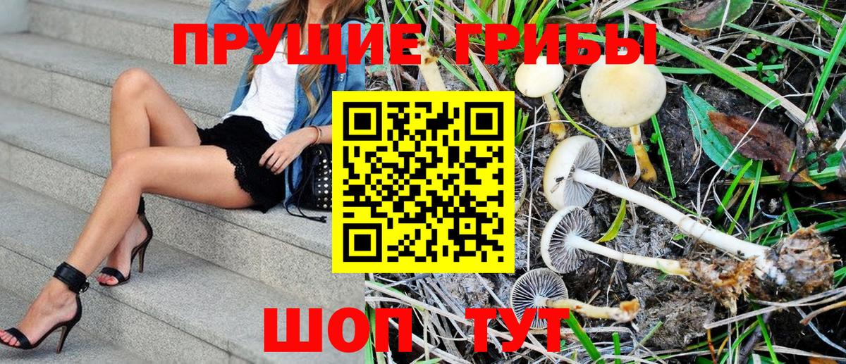 Галлюциногенные грибы Psilocybe  Вход с VPN  Кудрово  Псилоцибиновые грибы Magic Shrooms 