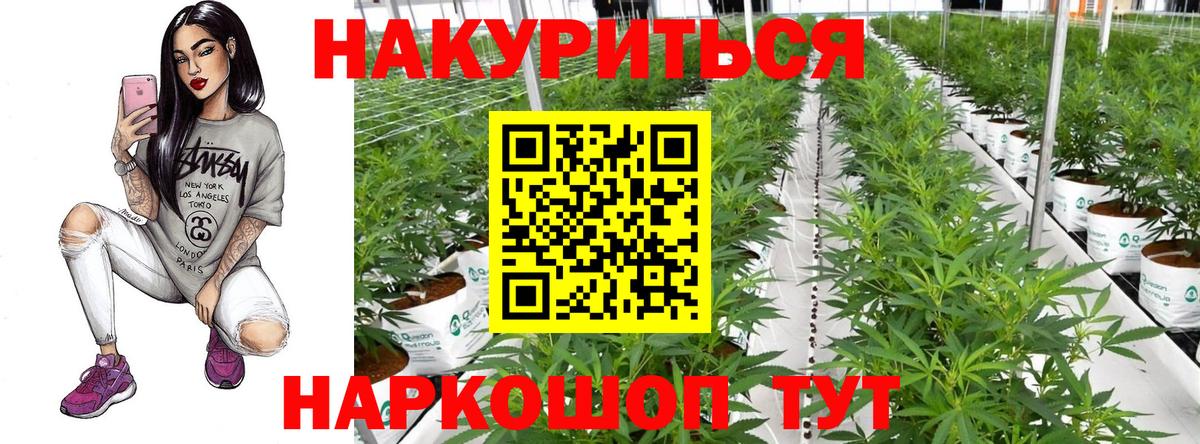 Канабис MAZAR  Вход с VPN  Кудрово  Бошки Шишки сатива  Канабис планчик  Каннабис сатива 